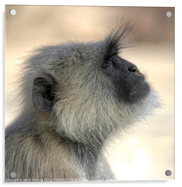 Langur monkey portrait Acrylic by James Kenning