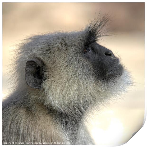 Langur monkey portrait Print by James Kenning