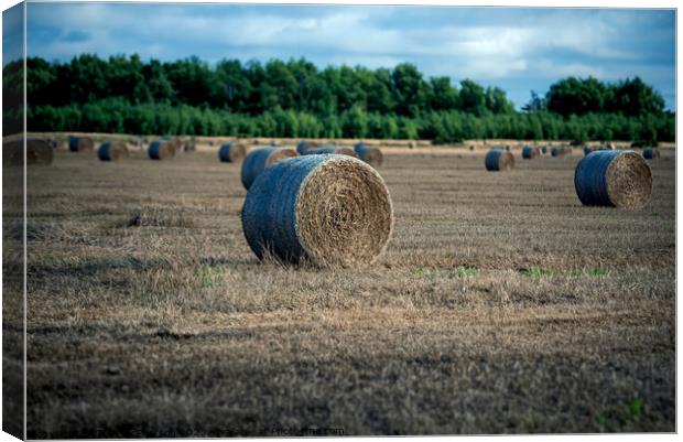 Bales of Hay in a Field Canvas Print by Tom McPherson