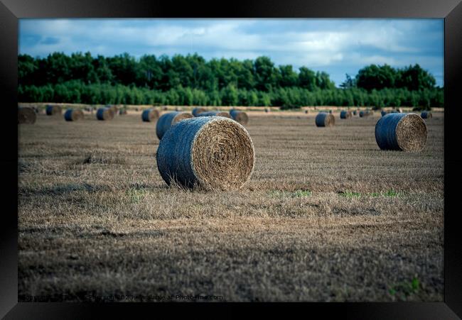 Bales of Hay in a Field Framed Print by Tom McPherson