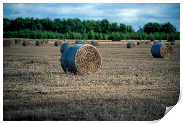 Bales of Hay in a Field Print by Tom McPherson