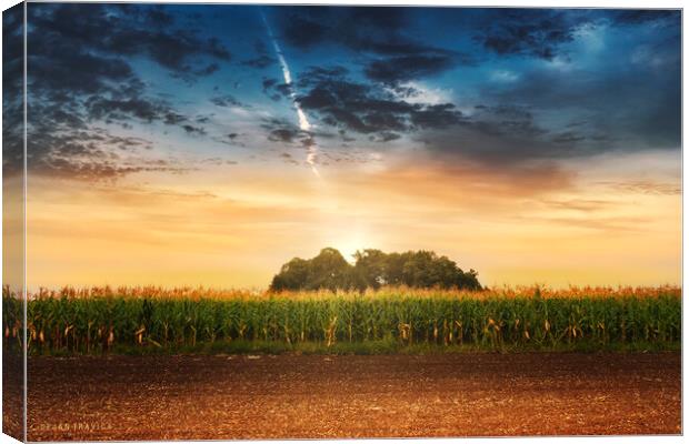 Corn in the field at sunset. Canvas Print by Dejan Travica