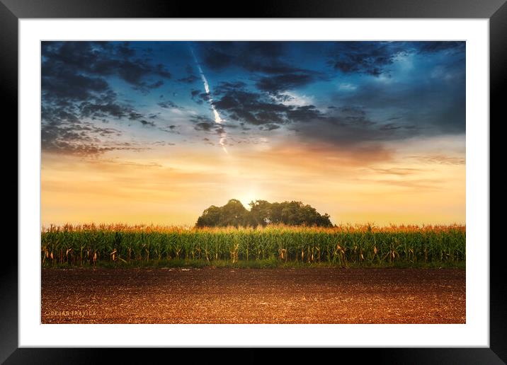 Corn in the field at sunset. Framed Mounted Print by Dejan Travica