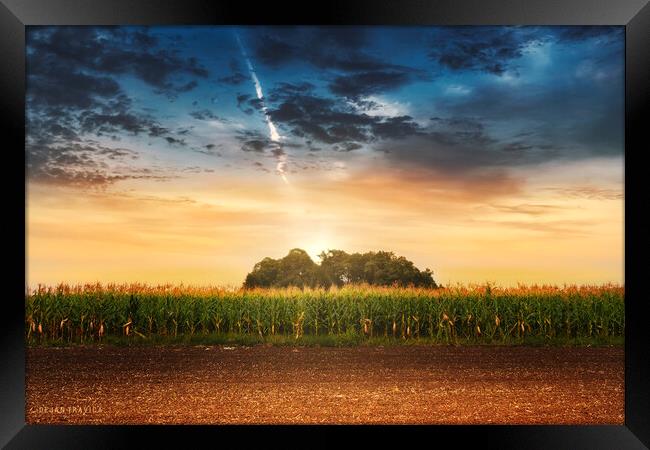 Corn in the field at sunset. Framed Print by Dejan Travica