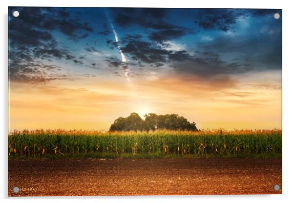 Corn in the field at sunset. Acrylic by Dejan Travica