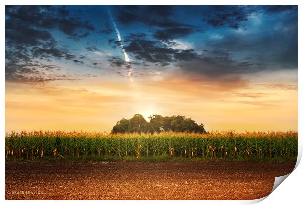 Corn in the field at sunset. Print by Dejan Travica