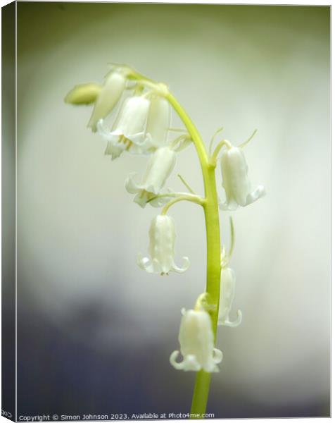 A close up of a white bell flower Canvas Print by Simon Johnson