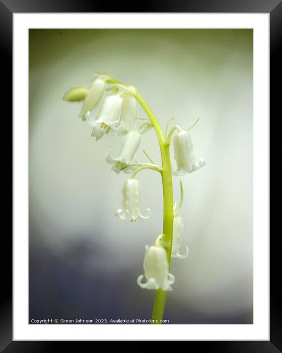 A close up of a white bell flower Framed Mounted Print by Simon Johnson
