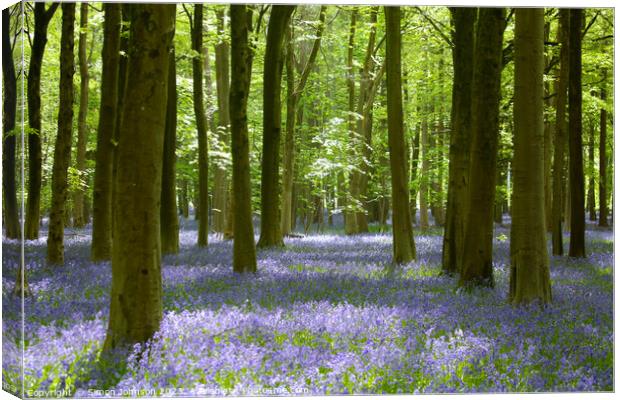 Plant tree Canvas Print by Simon Johnson