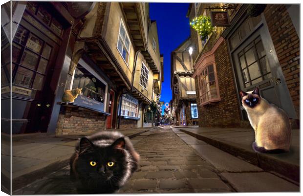 Cats of York Canvas Print by Alison Chambers