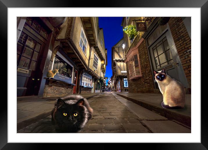 Cats of York Framed Mounted Print by Alison Chambers
