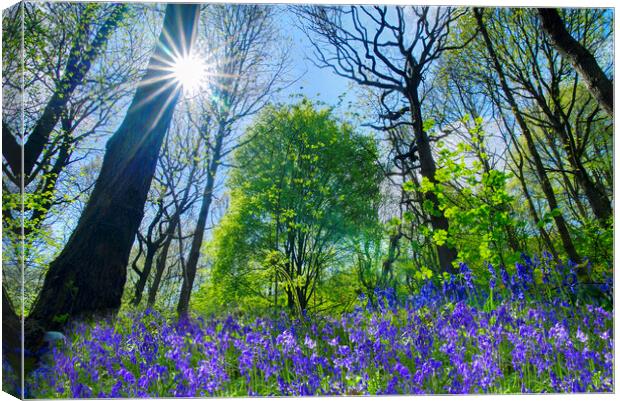 Bluebells Canvas Print by Alison Chambers