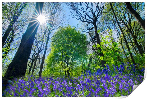 Bluebells Print by Alison Chambers