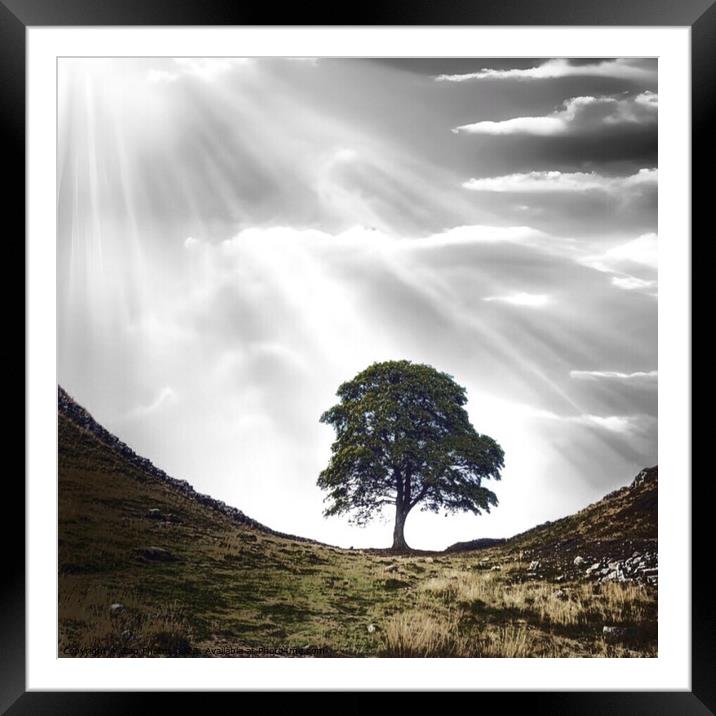 Sycamore Gap Tree ( Robin Hood Tree) Framed Mounted Print by Zap Photos