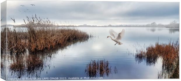 SOFT LANDING -GRAVEL QUARRY LAKE RYE HARBOUR NATURE RESERVE Canvas Print by Tony Sharp LRPS CPAGB