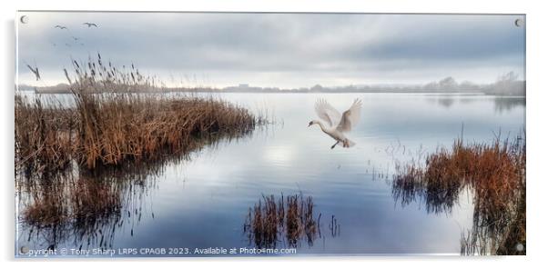 SOFT LANDING -GRAVEL QUARRY LAKE RYE HARBOUR NATURE RESERVE Acrylic by Tony Sharp LRPS CPAGB