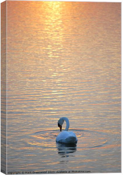 Swan At Sunset Canvas Print by Mark Greenwood