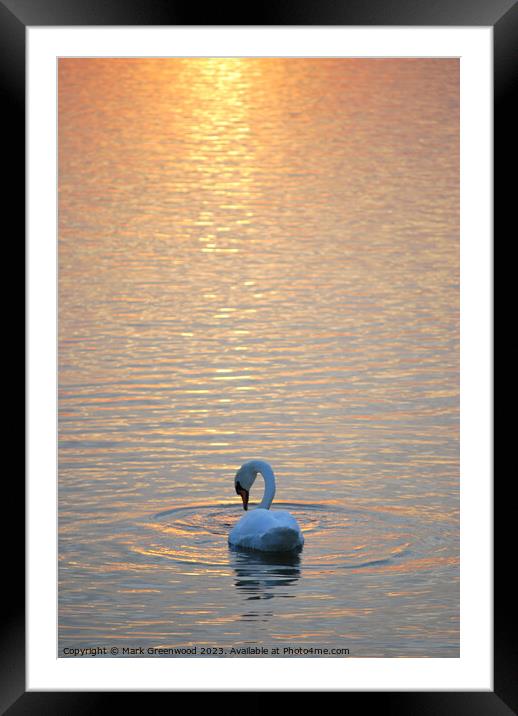Swan At Sunset Framed Mounted Print by Mark Greenwood