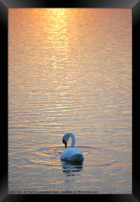 Swan At Sunset Framed Print by Mark Greenwood