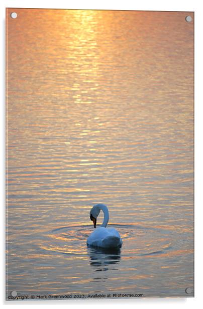 Swan At Sunset Acrylic by Mark Greenwood