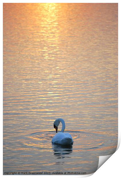 Swan At Sunset Print by Mark Greenwood