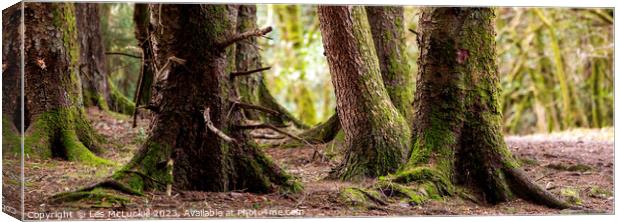 The bottom of the forest floor Canvas Print by Les McLuckie