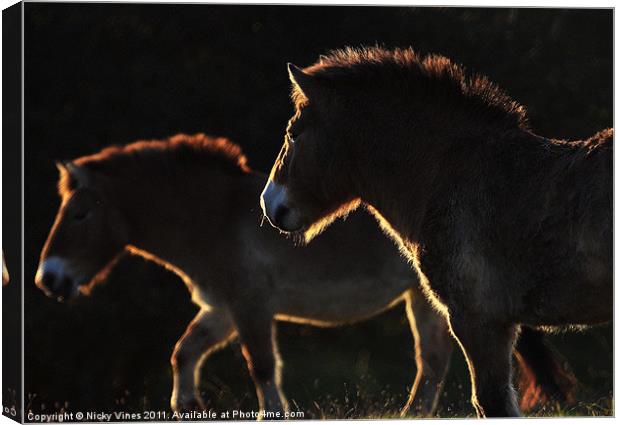 Evening Ponies Canvas Print by Nicky Vines