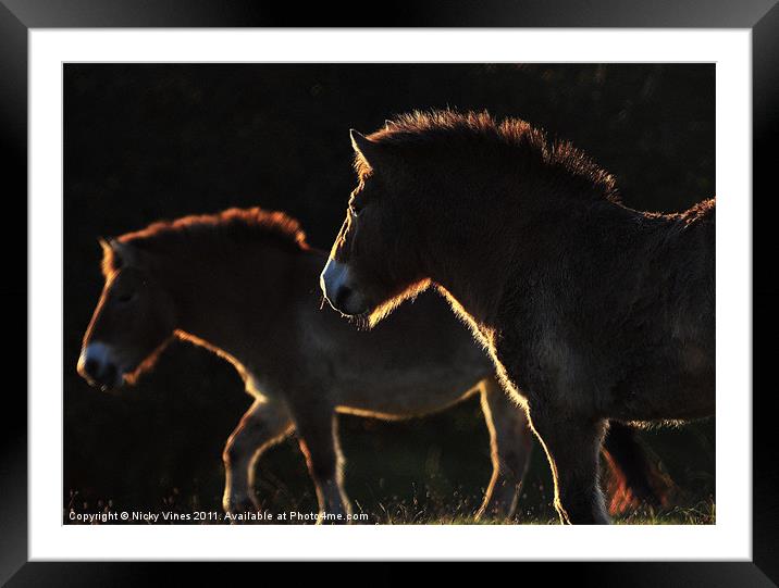 Evening Ponies Framed Mounted Print by Nicky Vines