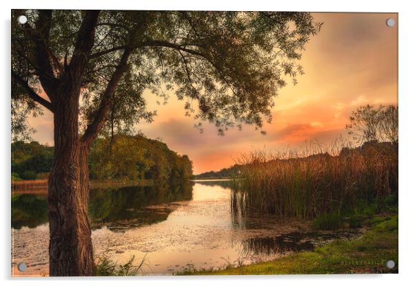 A secret place on the small lake Acrylic by Dejan Travica