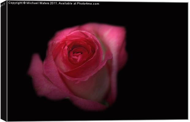 Dark Rose Canvas Print by Michael Waters Photography