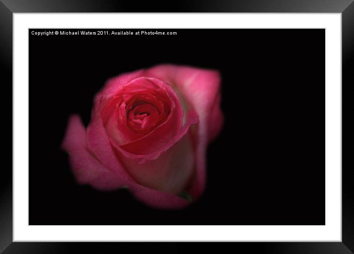 Dark Rose Framed Mounted Print by Michael Waters Photography
