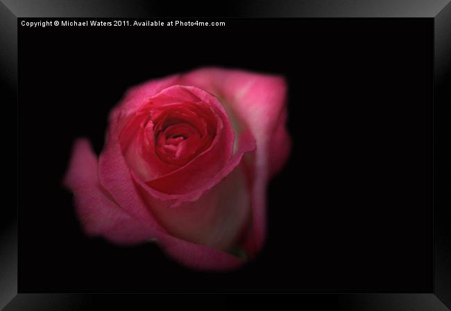 Dark Rose Framed Print by Michael Waters Photography
