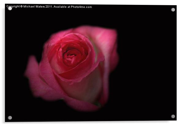 Dark Rose Acrylic by Michael Waters Photography