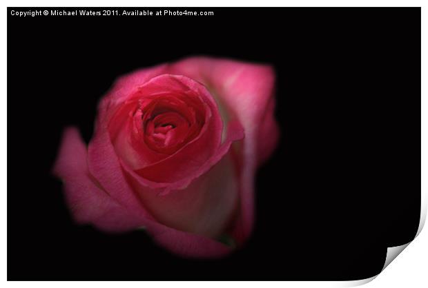Dark Rose Print by Michael Waters Photography