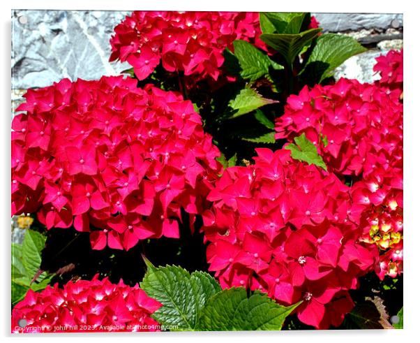 Hydrangea flowers Acrylic by john hill