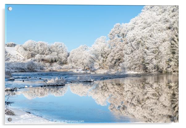 Reflections of snow covered trees in the River Teviot, Scottish Borders, United Kingdom Acrylic by Dave Collins