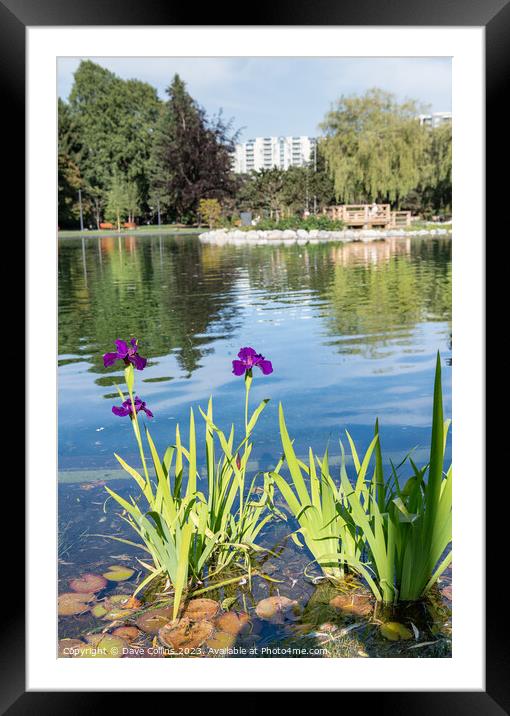 The large Pond in Minora Park in Richmond, Vancouver, Canada Framed Mounted Print by Dave Collins