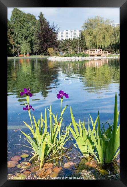 The large Pond in Minora Park in Richmond, Vancouver, Canada Framed Print by Dave Collins