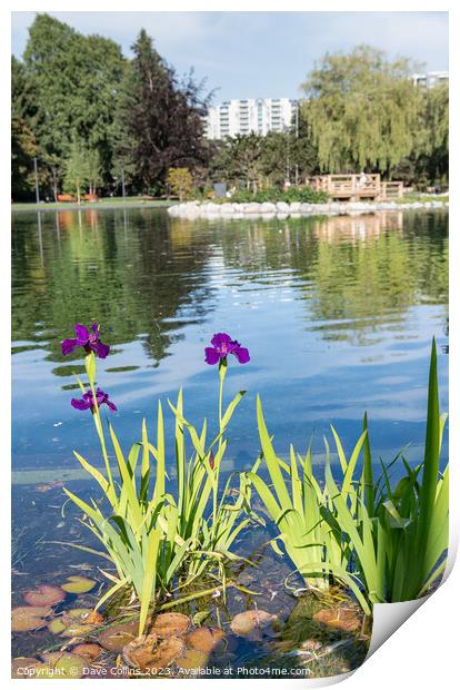 The large Pond in Minora Park in Richmond, Vancouver, Canada Print by Dave Collins