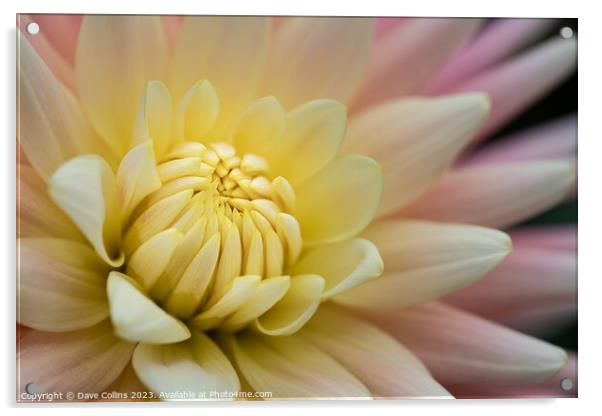 Cactus or Semi-Cactus Yellow and pink Dahlia Acrylic by Dave Collins