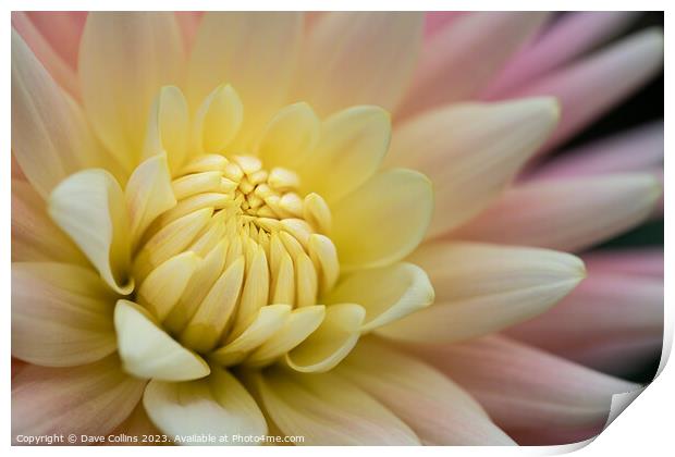 Cactus or Semi-Cactus Yellow and pink Dahlia Print by Dave Collins