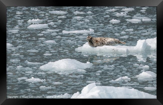 Harbour Seal on a growler (small iceberg) in an ice flow in College Fjord, Alaska, USA Framed Print by Dave Collins