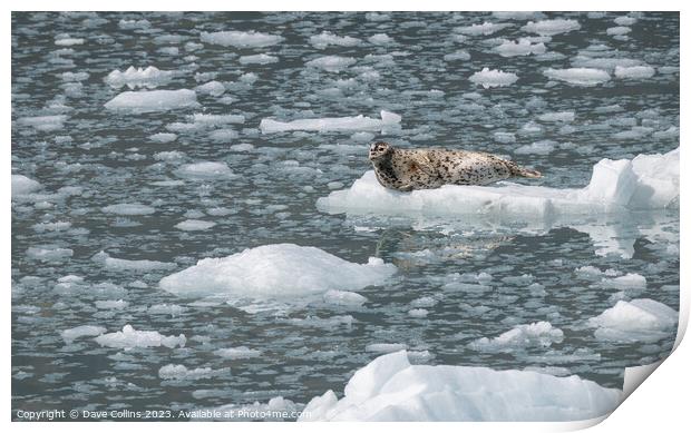 Harbour Seal on a growler (small iceberg) in an ice flow in College Fjord, Alaska, USA Print by Dave Collins