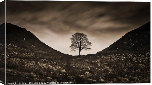 Sycamore Gap under Moody Clouds Canvas Print by James Kenning