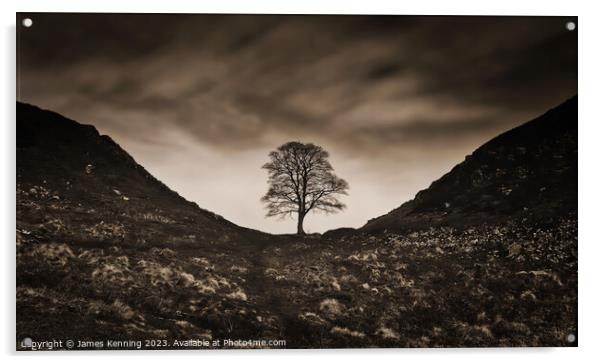 Sycamore Gap under Moody Clouds Acrylic by James Kenning