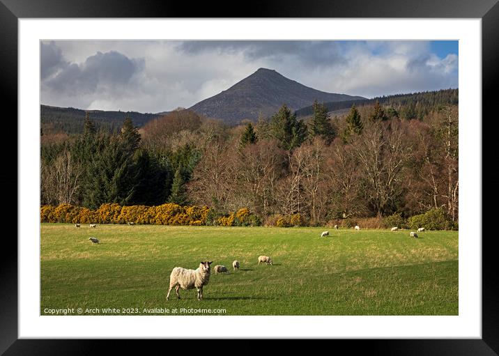 Sheep grazing with Goat Fell, Arran Framed Mounted Print by Arch White