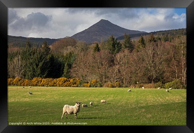 Sheep grazing with Goat Fell, Arran Framed Print by Arch White