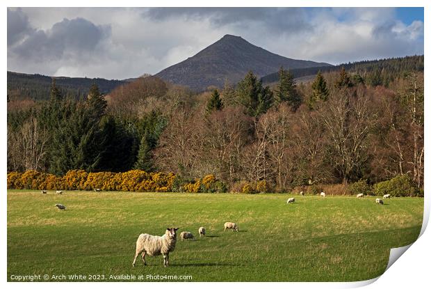 Sheep grazing with Goat Fell, Arran Print by Arch White