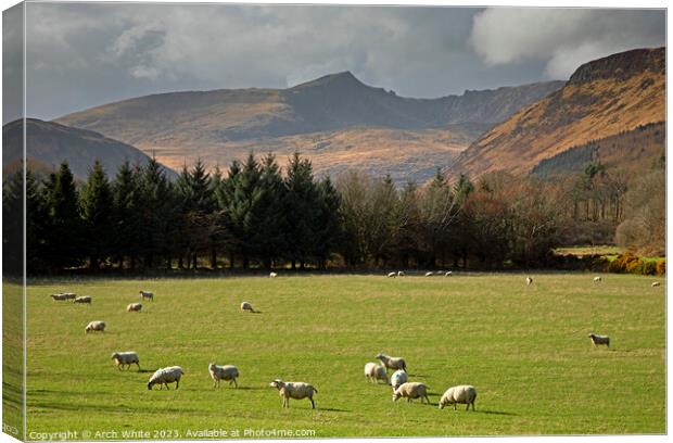 Grazing Sheep with Cir Mhor corbett mountain Isle  Canvas Print by Arch White