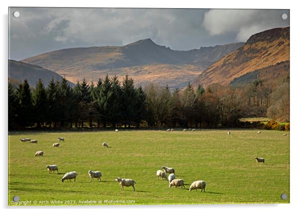 Grazing Sheep with Cir Mhor corbett mountain Isle  Acrylic by Arch White